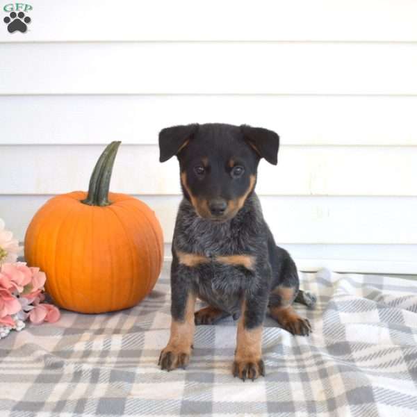 Phantom, Blue Heeler – Australian Cattle Dog Puppy