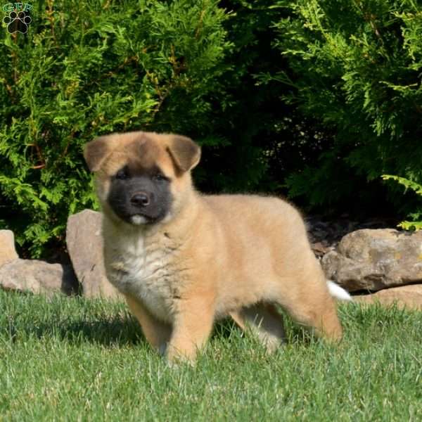 Phantom, Akita Puppy