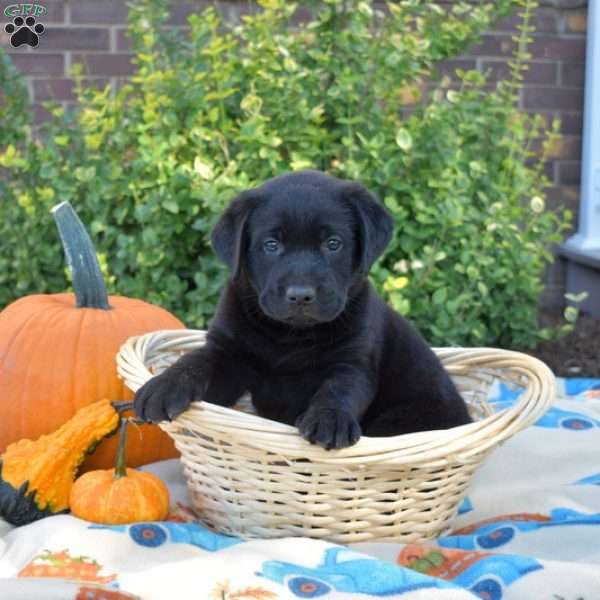 Phantom, Black Labrador Retriever Puppy