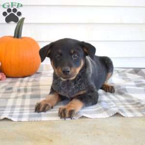 Phantom, Blue Heeler – Australian Cattle Dog Puppy