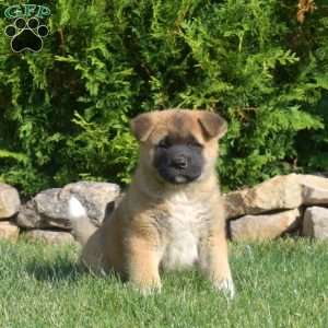 Phantom, Akita Puppy