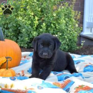 Phantom, Black Labrador Retriever Puppy