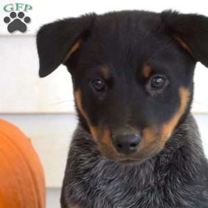 Phantom, Blue Heeler – Australian Cattle Dog Puppy