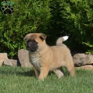 Phantom, Akita Puppy