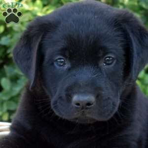 Phantom, Black Labrador Retriever Puppy