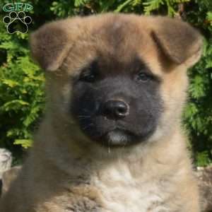 Phantom, Akita Puppy