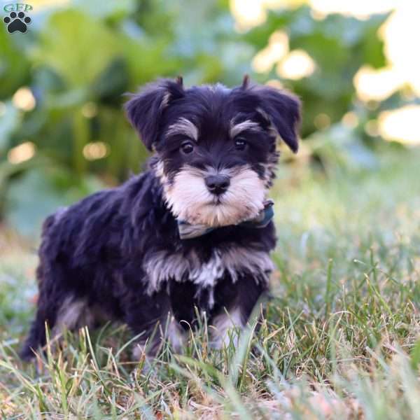 Phoenix, Miniature Schnauzer Puppy