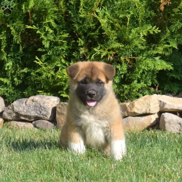 Phoenix, Akita Puppy