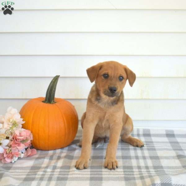 Phoenix, Blue Heeler – Australian Cattle Dog Puppy
