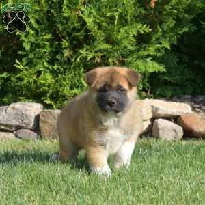 Phoenix, Akita Puppy