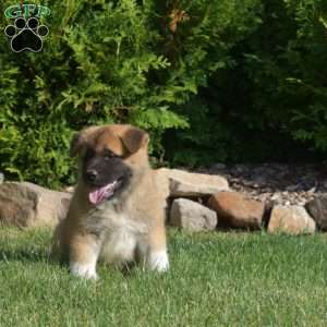 Phoenix, Akita Puppy