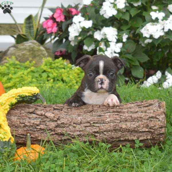 Pip, Boston Terrier Puppy