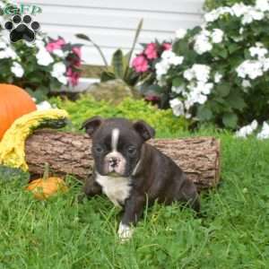 Pip, Boston Terrier Puppy
