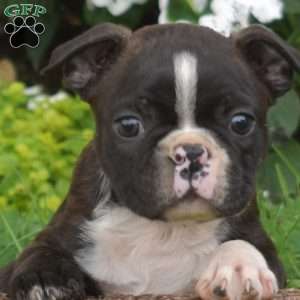 Pip, Boston Terrier Puppy