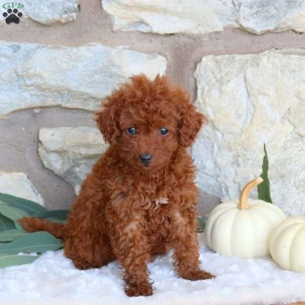 Pipin, Miniature Poodle Puppy