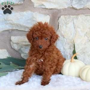 Pipin, Miniature Poodle Puppy