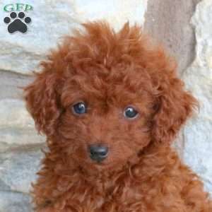 Pipin, Miniature Poodle Puppy