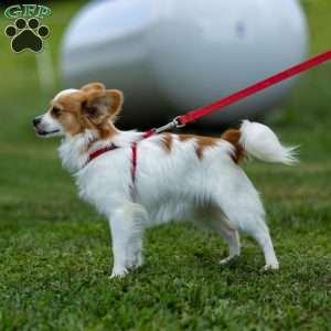 Pippi, Papillon Puppy