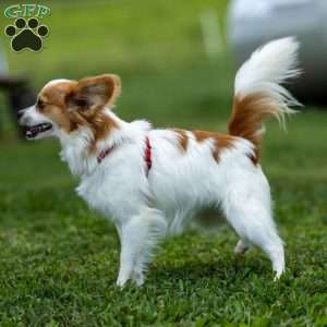 Pippi, Papillon Puppy