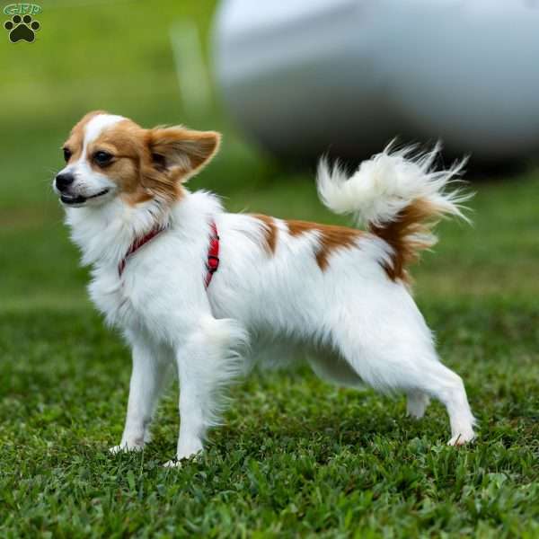 Pippi, Papillon Puppy