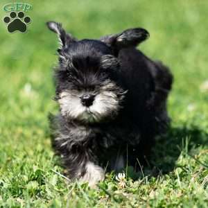 Pirate, Miniature Schnauzer Puppy