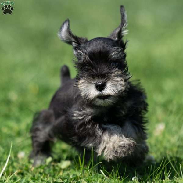 Pirate, Miniature Schnauzer Puppy