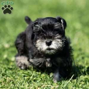Pirate, Miniature Schnauzer Puppy