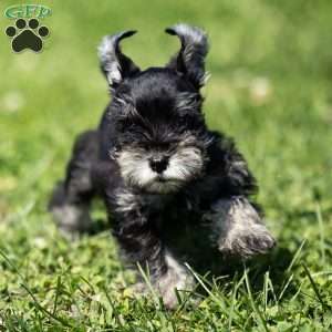Pirate, Miniature Schnauzer Puppy