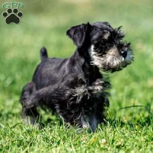 Pirate, Miniature Schnauzer Puppy