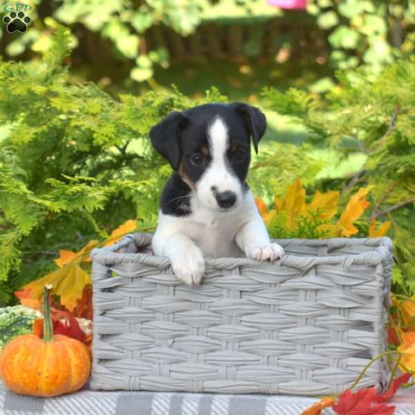 Pixie, Jack Russell Terrier Puppy