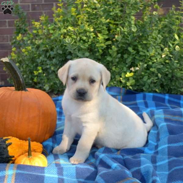 Pixie, Yellow Labrador Retriever Puppy