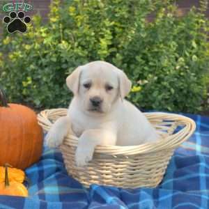 Pixie, Yellow Labrador Retriever Puppy