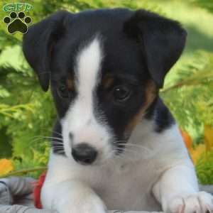 Pixie, Jack Russell Terrier Puppy