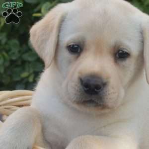 Pixie, Yellow Labrador Retriever Puppy