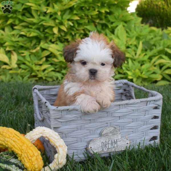 Pokey, Shih Tzu Puppy