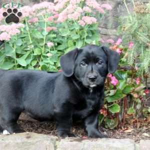 Polly, Labrador Mix Puppy