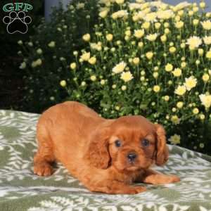 Polly, Cavalier King Charles Spaniel Puppy
