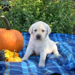 Polly, Yellow Labrador Retriever Puppy