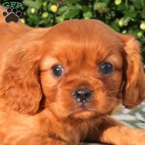 Polly, Cavalier King Charles Spaniel Puppy