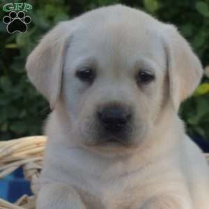 Polly, Yellow Labrador Retriever Puppy