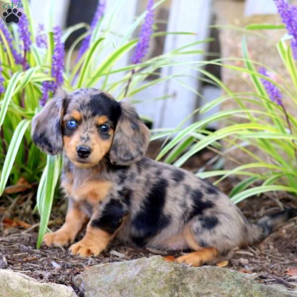 Polly, Dachshund Puppy