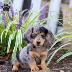 Polly, Dachshund Puppy