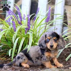 Polly, Dachshund Puppy