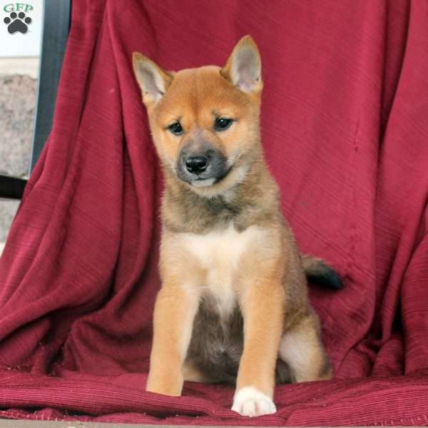 PomPom, Shiba Inu Puppy
