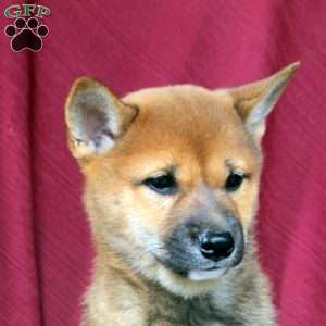 PomPom, Shiba Inu Puppy