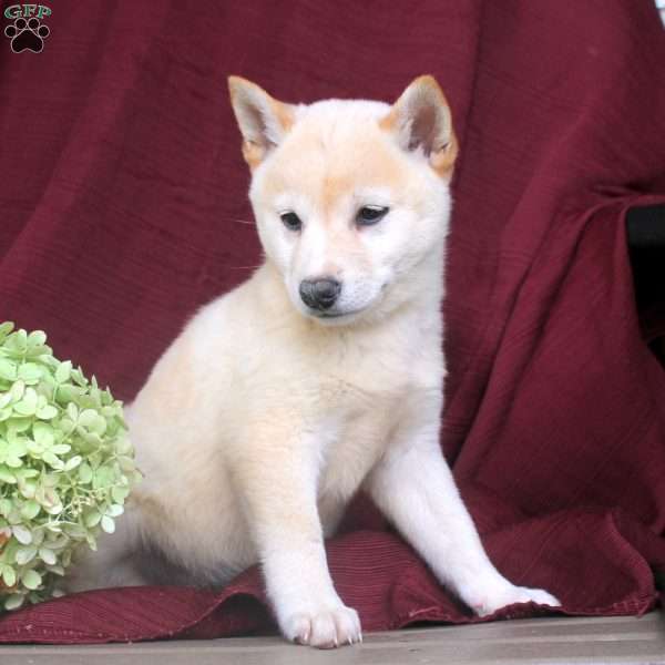 Popcorn, Shiba Inu Puppy