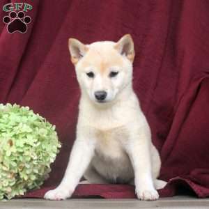 Popcorn, Shiba Inu Puppy