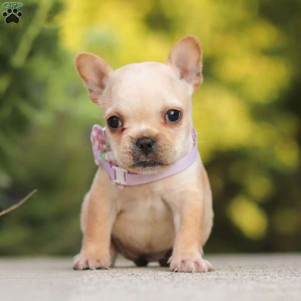 Poppy, French Bulldog Puppy