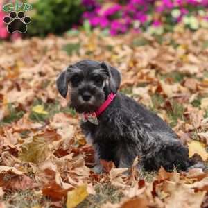 Poppy, Miniature Schnauzer Puppy