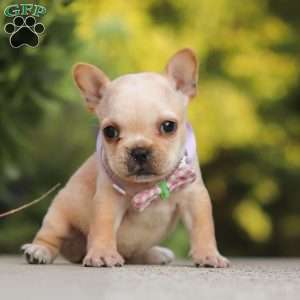 Poppy, French Bulldog Puppy